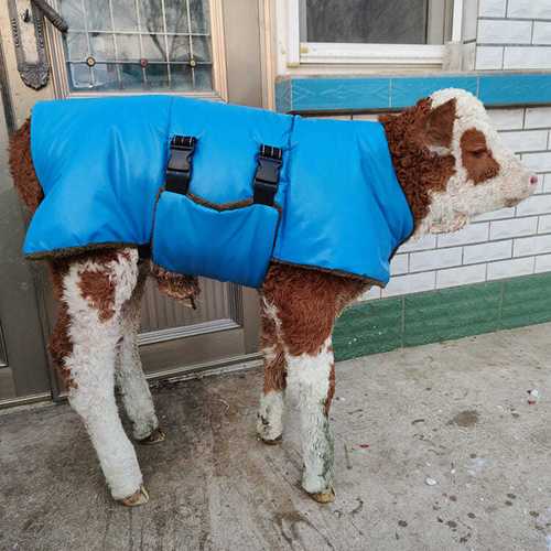 畜牧养殖养牛用品犊牛衣服小牛马甲防寒防水保温保暖外衣牛犊外套